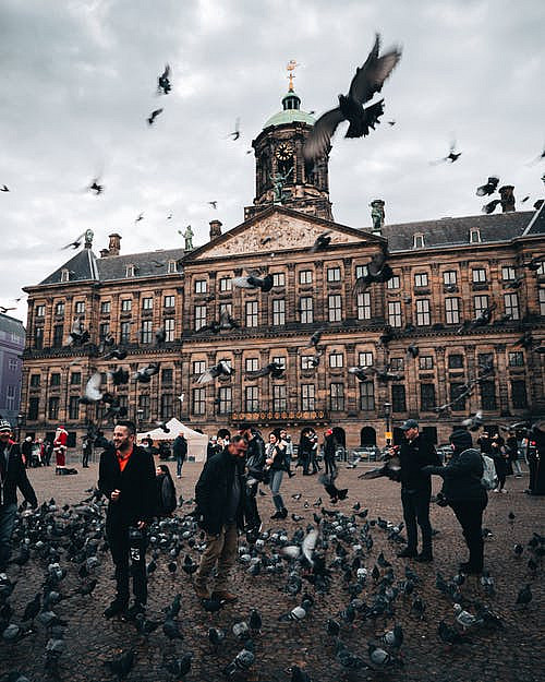 birds in Amsterdam